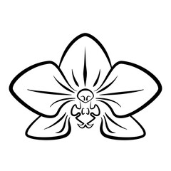 black and white orchid