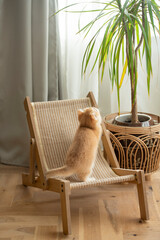 A tiny Golden British Shorthair Kitten stands on a small chair and looks up next to a plant pot on a hardwood floor in the living room of a house in Edinburgh, Scotland, UK