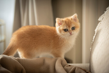 A tiny Golden British Shorthair Kitten  walks over a couch  in a sunny day in the living room of a house in Edinburgh, Scotland, UK