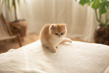 A tiny Golden British Shorthair Kitten  sits on a couch  in a sunny day in the living room of a house in Edinburgh, Scotland, UK, with a plant on the background
