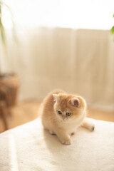 A cute and tiny Golden British Shorthair Kitten sitting on a couch  in a sunny day in the living room of a house in Edinburgh, Scotland, UK, with a plant on the background