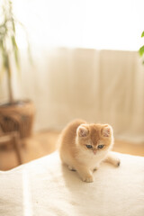 An adorable Golden British Shorthair Kitten  sits on a couch  in a sunny day in the living room of a house in Edinburgh, Scotland, UK, with a plant on the background