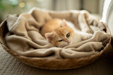 An adorable Golden British Shorthair Kitten looking at the camera with loving eyes as she relaxed  on her cozy cat bed meowing at the camera partially bathed by the sunlight on a couch
