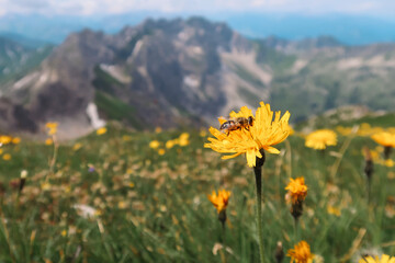 Obraz premium Weitwandern in den Allgäuer Hochalpen