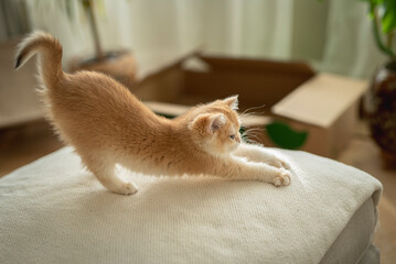 An adorable Golden British Shorthair Kitten stretches on a yoga-like pose on a couch in the living room of a house in Edinburgh, Scotland, UK