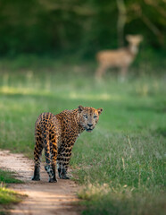 The Sri Lankan leopard - Panthera pardus kotiya at wild © Ruwan Bambaranda