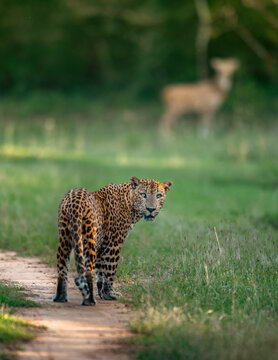 The Sri Lankan leopard - Panthera pardus kotiya at wild
