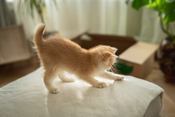 A Golden British Shorthair Kitten inspects and plays on a couch in the living room of a house in Edinburgh, Scotland, UK