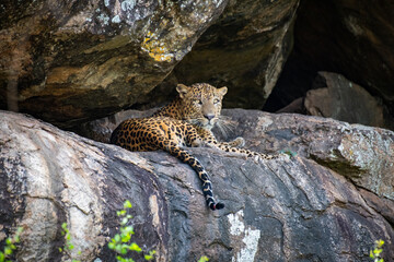 The Sri Lankan leopard - Panthera pardus kotiya at wild