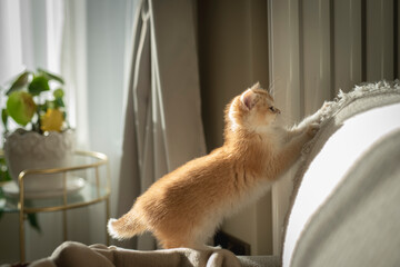 A playful Golden British Shorthair Kitten inspects and tries to climb on a couch in the living room of a house in Edinburgh, Scotland, UK