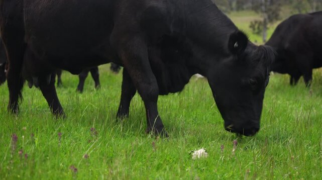 farming in tasmania australia. livestock in a meadow, sustainable carbon neutral farming being practiced. regenerative raised cows in a field