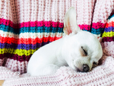 White Chihuahua puppy held in the arms of its owner in a tender close-up moment, expressing love, affection, cuddles, and the calming emotional connection of pet therapy and companionship