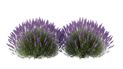 Two lavender sprigs with purple flowers and green stems isolated on transparent background