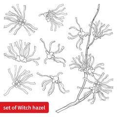 Set with outline bunch of witch hazels or Hamamelis flowers in black isolated on white background.