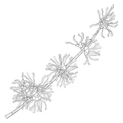 Outline branch of witch hazels or Hamamelis with flowers in black isolated on white background. 