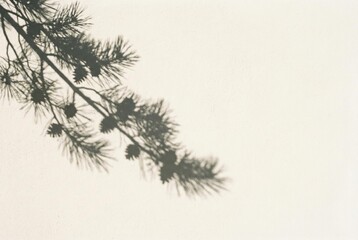 Shadow of pine branch falling across a smooth wall