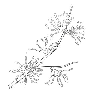 Outline twig of witch hazels or Hamamelis with flowers in black isolated on white background.