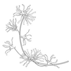 Corner bunch of outline witch hazels or Hamamelis with flowers in black isolated on white background.