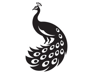 peacock isolated on white,peacock vector illustration