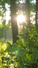 Sunlight filters through forest foliage