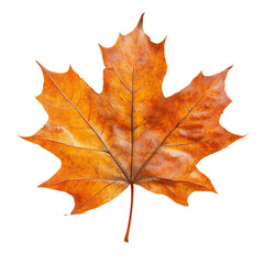 Autumn maple leaf isolated on white and transparent background