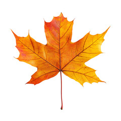 Autumn maple leaf isolated on white and transparent background