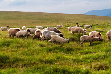 Fototapeta premium Animal husbandry. A large flock of sheep on a mountain pasture. Fagaras Mountains, Southern Carpathians, Romania