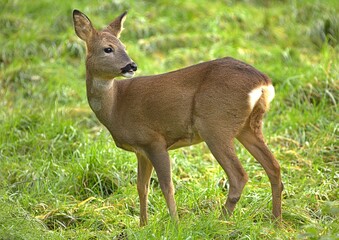 Wild roe deer in a field