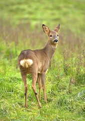 Wild roe deer in a field
