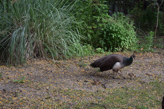 Peahen Mother Walking with Three Small Peachicks
