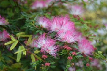 Vibrant Pink Powderpuff Flowers and Buds in Bloom