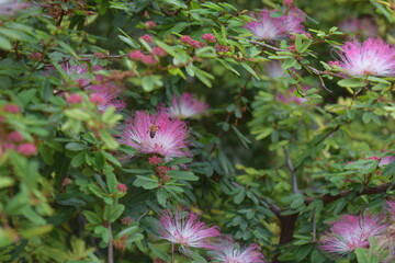 Vibrant Pink Powderpuff Flowers and Buds in Bloom