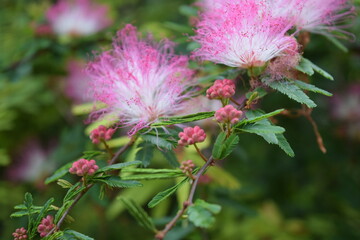 Vibrant Pink Powderpuff Flowers and Buds in Bloom