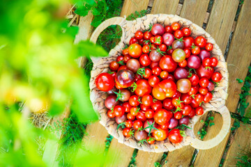 Harvest of cherry tomatoes picked into a basket