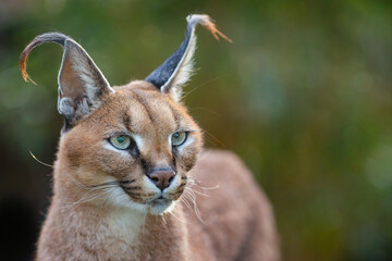 Portrait of beautiful caracal african lynx