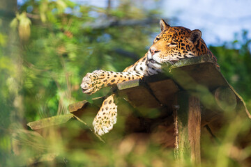 Leopard lying down and relaxing in a zoo