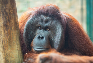 Portrait of an expressive bornean orangutan