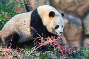 Adorable giant panda photographed in a zoo