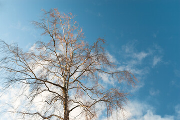 Autumn tree without leaves against the background of blue sky and clouds