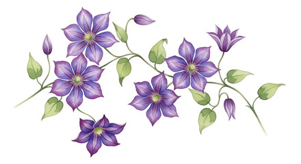 Purple clematis flowers and buds on a black background