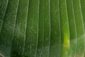 Close-up of a large, dark green leaf surface (possibly banana) with clear vertical veins and small white scratches. Suitable for natural background, tropical, or leaf texture