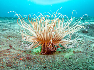 Une anémone des sables au fond de la mer à Bali