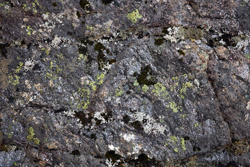 Unidentified and colourful lichen growing on granite rock between Strontian and Polloch. Argyll and Bute, Scotland
