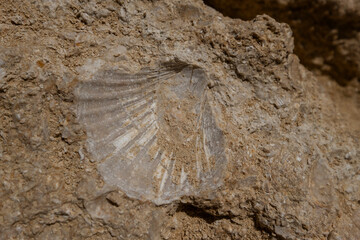Fossil shell of Messinian bivalve embedded in bioclastic calcarenite rock
