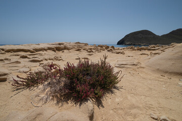 Shrubby sea-blite (Suaeda Vera), a salt-tolerant species growing on the bioclastic limestone of a fossilized dunefield in Rodalquilar, Almeria, Spain