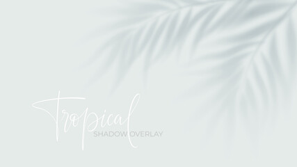 Fototapeta premium Tropical palm shadow overlay on white background with soft sunlight effect. Realistic leaf silhouette creates natural summer shade for design projects and posters