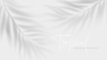 Fototapeta na wymiar Blurred tropical foliage silhouette with sunlight filtering through branches creates soft natural overlay effect, perfect for spring posters, banners, and elegant mockup presentations
