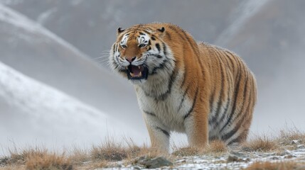 Tiger standing on snowy ground with mouth open