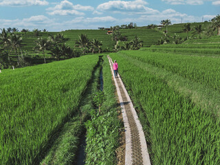 Naklejka premium Woman Walking Along Rice Field Path In Ubud Bali, Aerial View Of Lone Traveler In Pink Dress On Narrow Stone