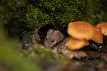 A small field vole with dark eyes cautiously emerges from a hollow log covered in green moss. Orange mushrooms grow nearby on the forest floor in autumn